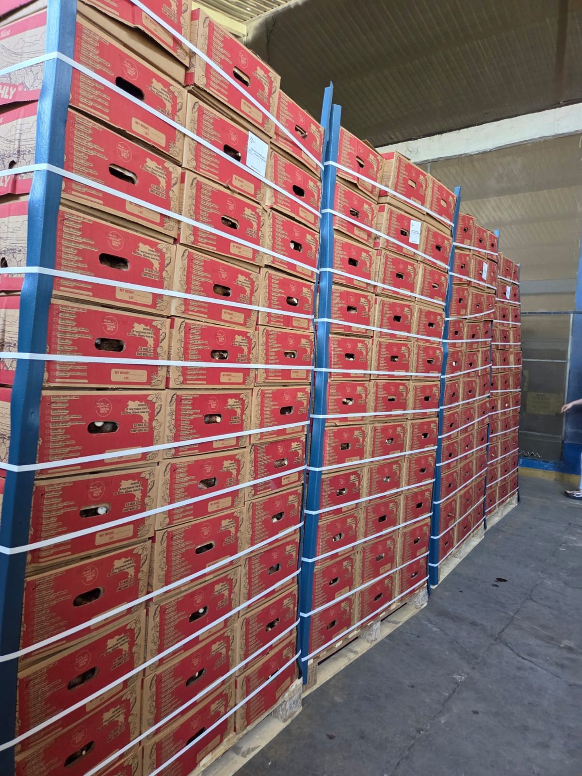 Drop Nango Freshly box / pack photo