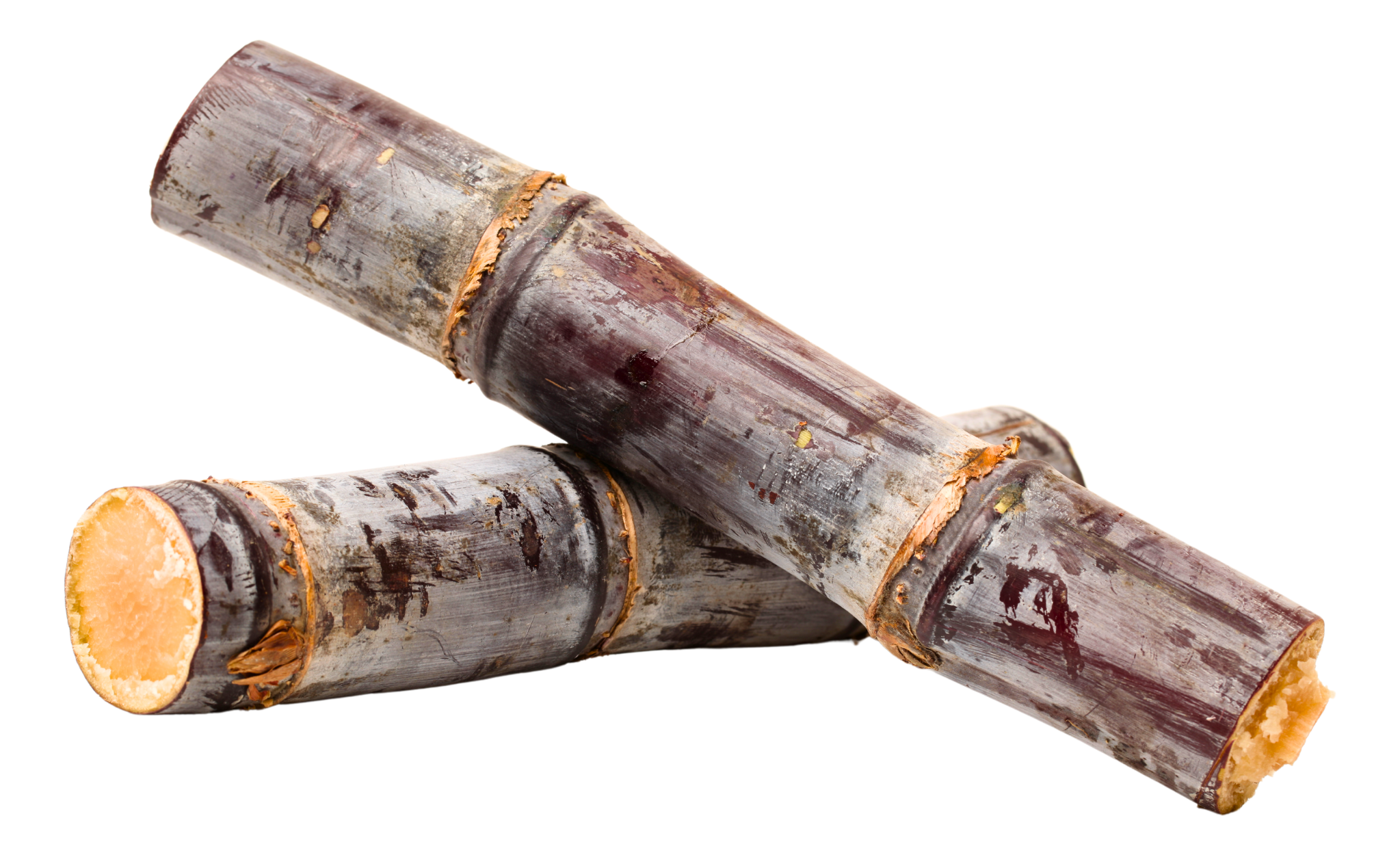 Purple Cane