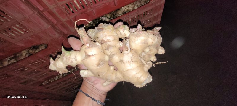 Jengibre