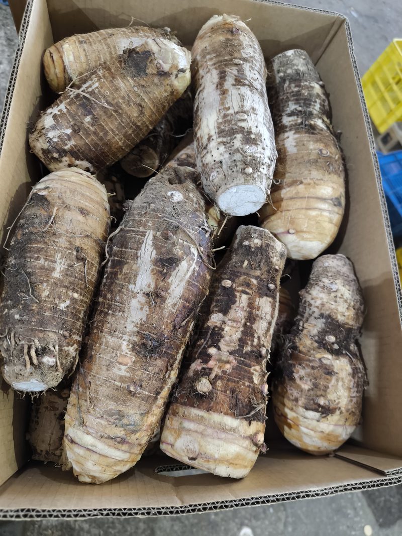 Big taro