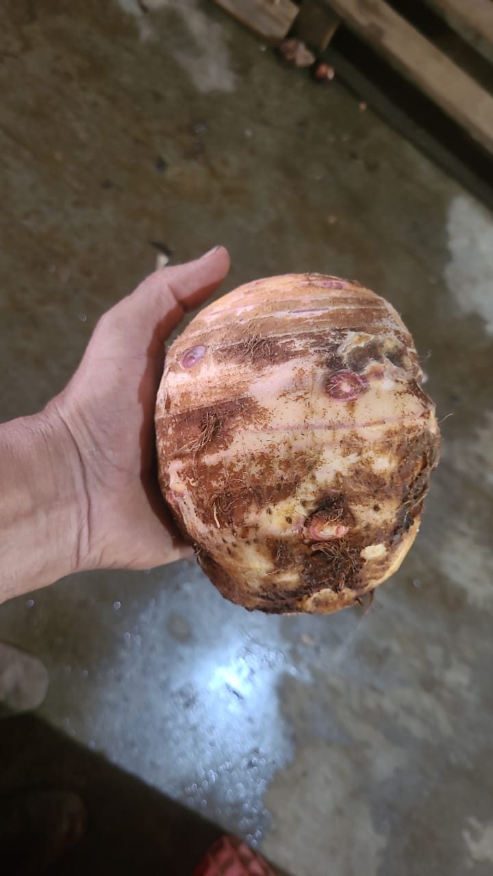 Malanga isleña